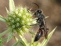 Sphex cfr leuconotus